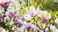 park magnolie